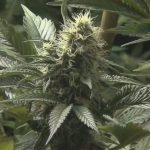 Kentucky awards first medical marijuana licenses, 2 issued for Northern Kentucky