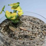 This Edible Robot Becomes Fish Food After Completing Remote Sensing Missions