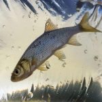 Could Tiny, Edible Robots Become the Future of ‘Live’ Bait?