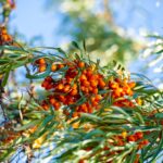 Ask the Master Gardener: Want to add more edibles to your landscape? Consider seaberry