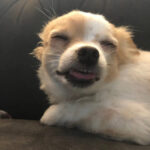 What To Do If Your Dog Eats Weed