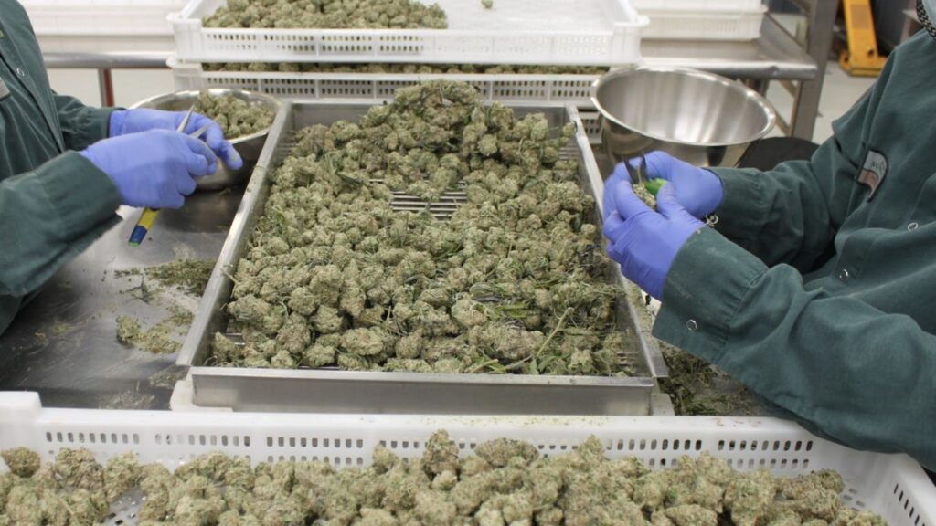 Canada’s cannabis sales and inventory figures for 2024