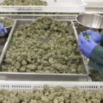 Canada’s cannabis sales and inventory figures for 2024
