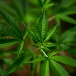 As Minnesota stores begin to sell cannabis flower, what should buyers keep in mind to be safe?