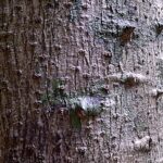 The Tree You Can Eat: Yacaratia, the World’s Only Edible Species from Argentina