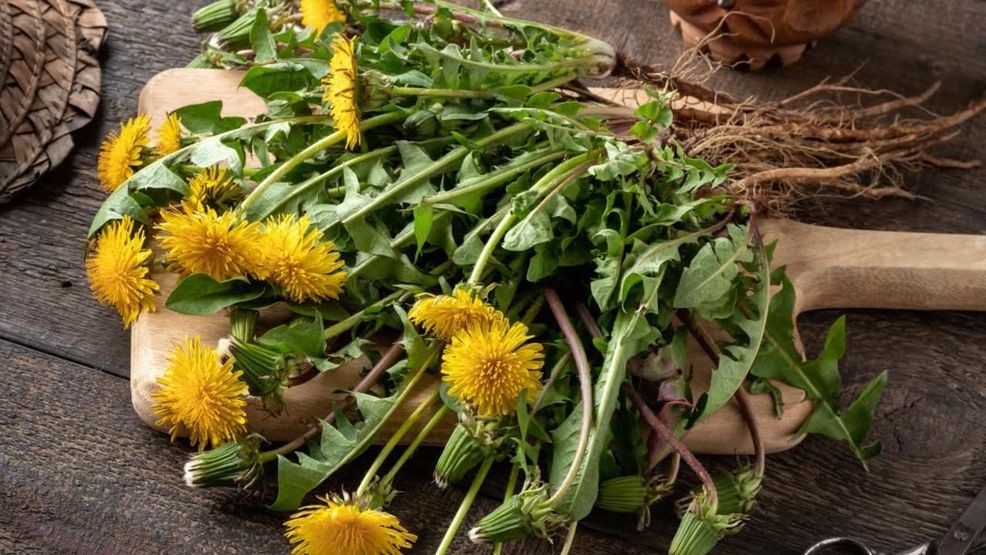 Carolina Moment: The backyard bounty of edible plants found across western North Carolina