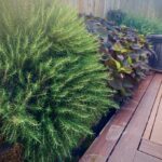 Cole: Edible plants shine in ornamental landscapes