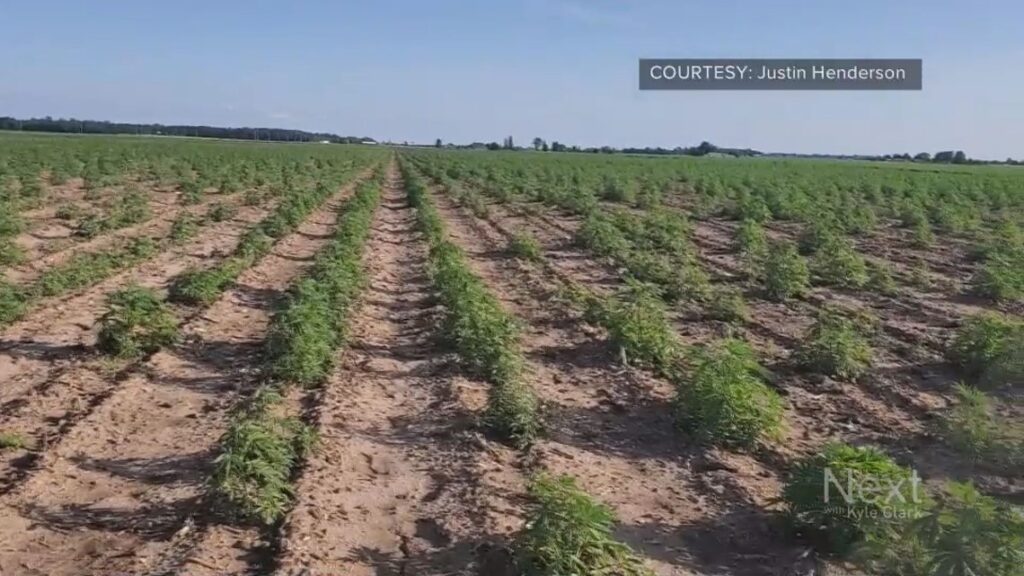 Colorado hemp faces ‘nail in the coffin’ with new federal THC restrictions