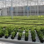 Edible Garden expands retail reach with The Fresh Market