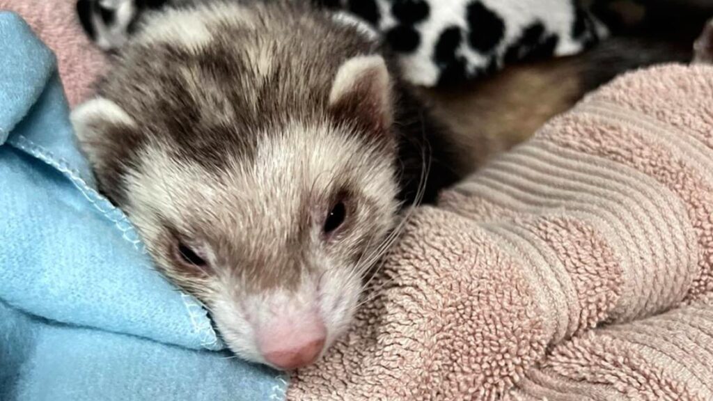WSU veterinarians nurse cannabis-eating ferret back to health, highlight dangers of marijuana poisoning