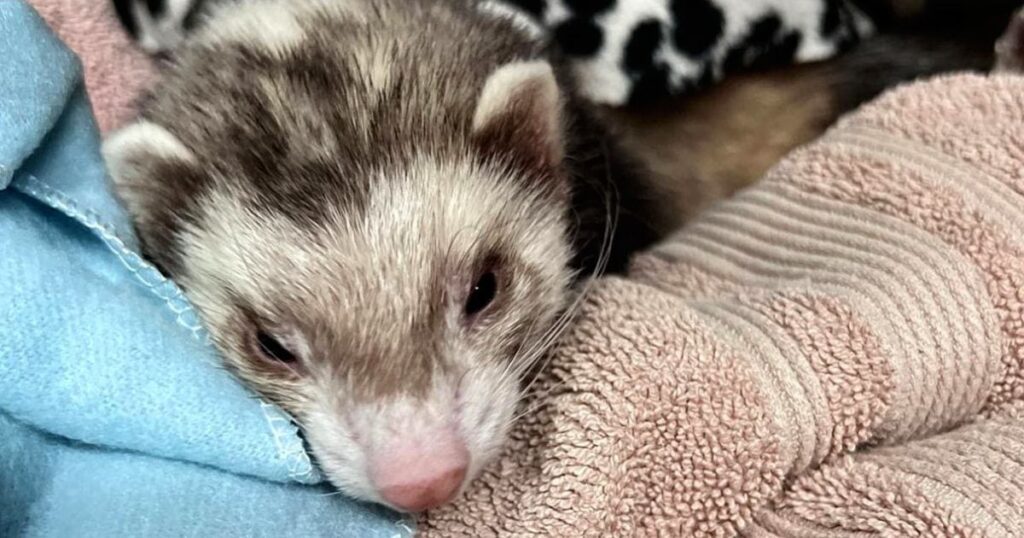 Severe Cannabinoid Toxicosis Reported … In A Ferret