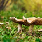The booming market for mushroom edibles has a hidden and potentially toxic problem