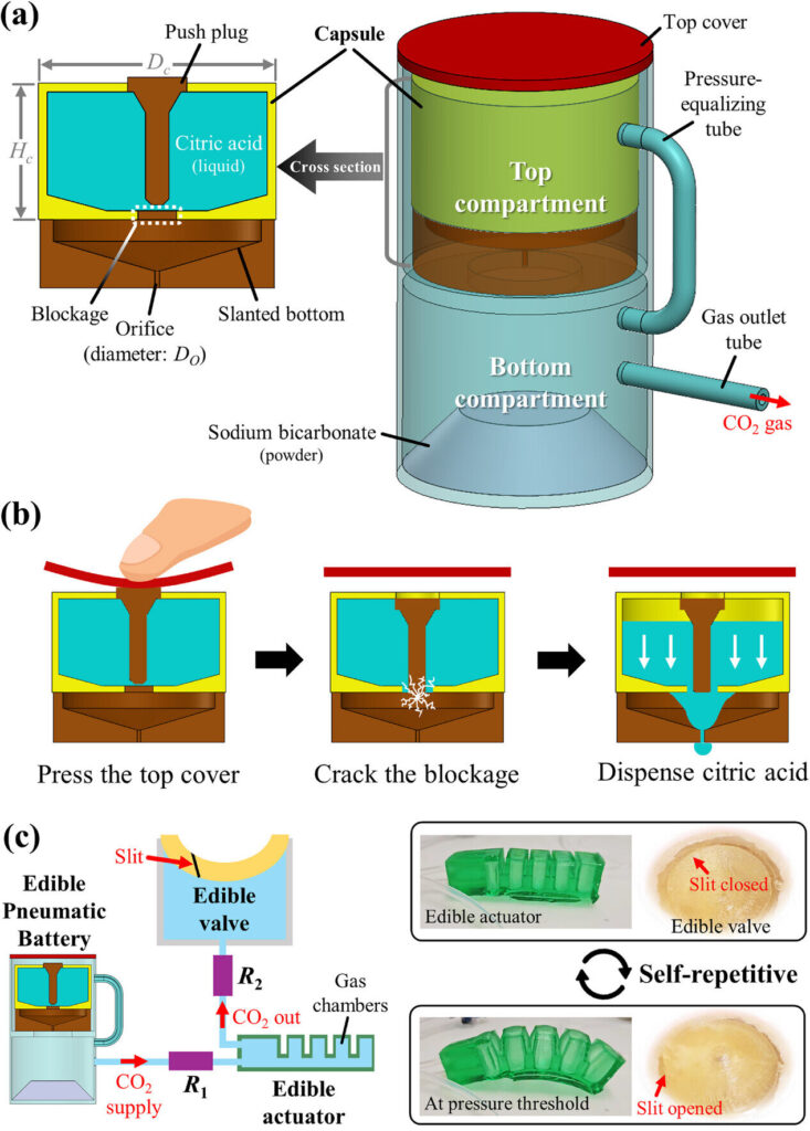 Soft robot powered by edible pneumatic battery and actuator