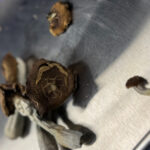 Don’t Expect Gummies or Chocolates at Colorado Psilocybin Centers