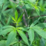 Arizona announces marijuana recall amid contamination worries: Here’s what to know