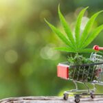 Cannabis Edibles as a Growing Segment of the Regulated Consumer Goods Market