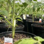 SFA Gardens hosting edible and spring plant sales