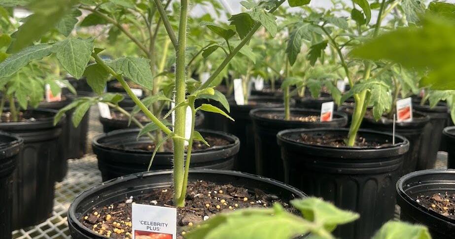 SFA Gardens hosting edible and spring plant sales