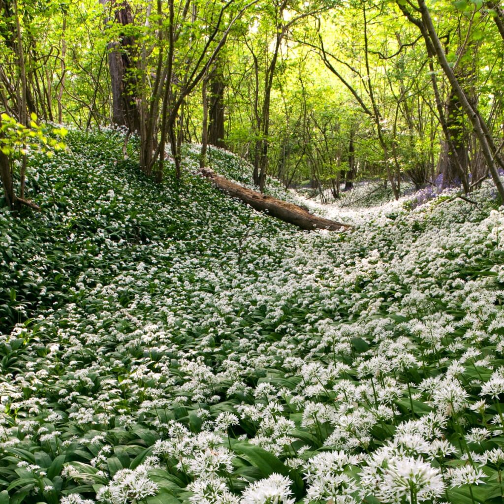 Forget daffs – it’s edible alliums like wild garlic that spell spring in the garden for me