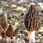 Foraging Appalachia’s Wild Edibles