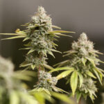 Up in smoke: Ohio rolls back some weed and hemp laws and adds new restrictions