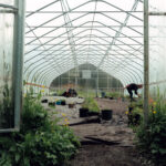 Eating well: edible plants in the Chilkat Valley