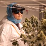 Older cannabis users good for dispensaries, concerning for doctors