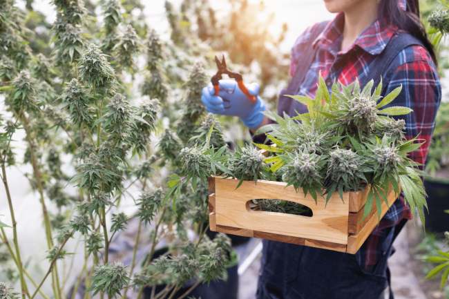 Marijuana for Midlife Women May Offer More Risks Than Rewards