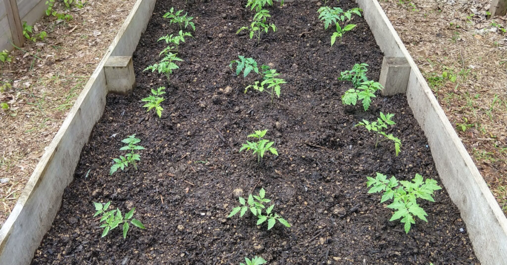 February Seedlings: Start Your Edible Garden in Alexandria VA