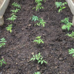 February Seedlings: Start Your Edible Garden in Alexandria VA
