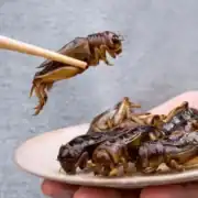 Greece Enters Controversial Edible Insect Food Market