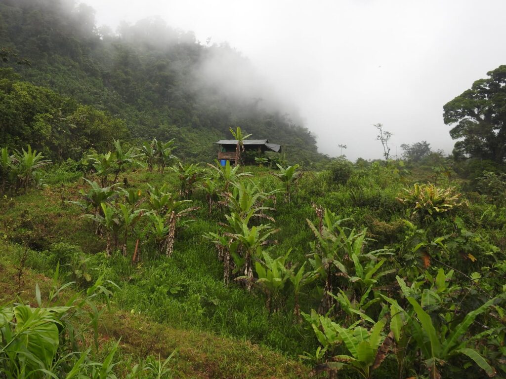 A German Moved to Colombia to Plant an Edible Forest