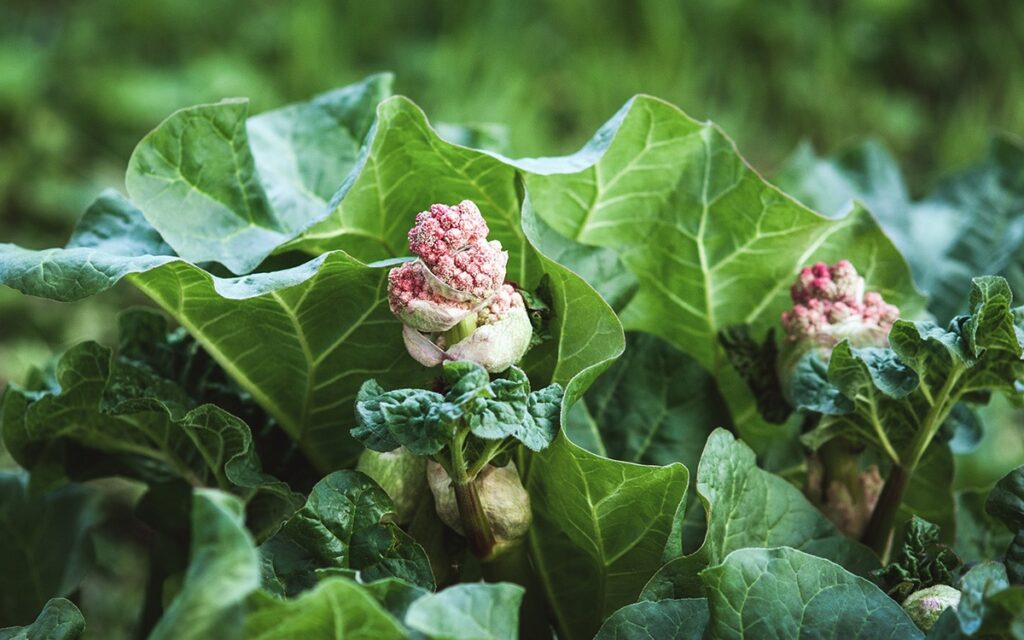 Bored of carrots and the usual veg plot suspects? Mark Diacono suggests some unusual edibles to sow this spring