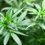 Child overdosed in Lancaster County after consuming marijuana gummies stranger dropped in backyard