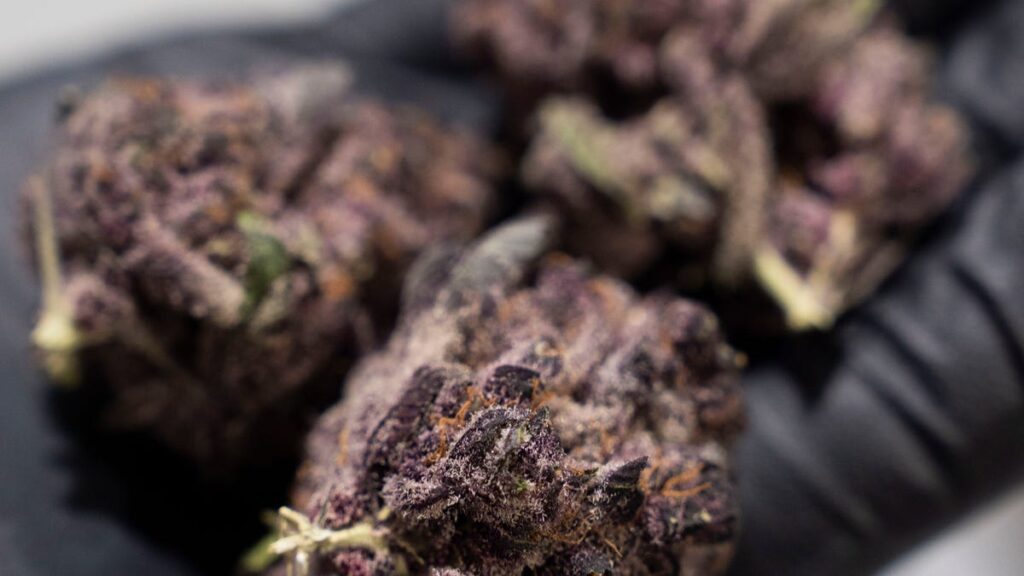 What’s the new law for THC in Tennessee? Ahead of 4/20, see cannabis rules