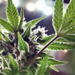 Report: 6 kids hospitalized after eating suspected marijuana edibles at Detroit school