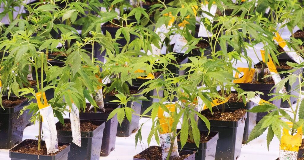 GLP-1 boom nudges U.S. cannabis dispensaries to rethink offerings