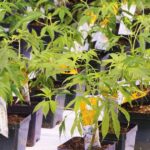 GLP-1 boom nudges U.S. cannabis dispensaries to rethink offerings