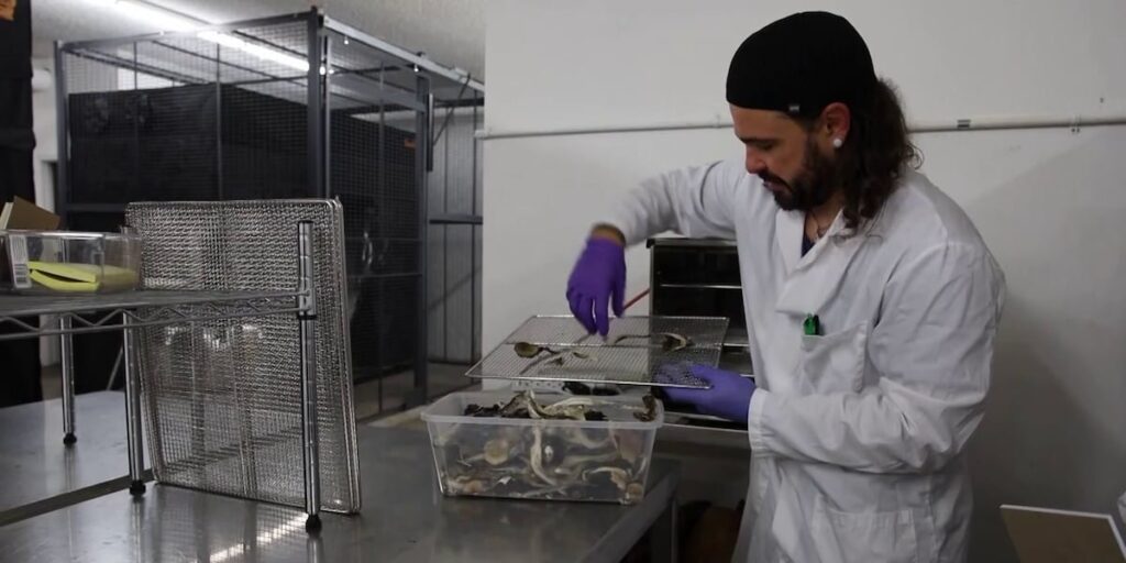 Why people are using cannabis and mushrooms in personal care