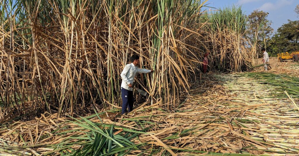 India rules out sugar export curbs and maintains duties on edible oils