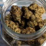 A shopper’s guide to Alaska cannabis