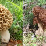 Misidentified ‘edible’ mushrooms linked to a surge of ALS cases