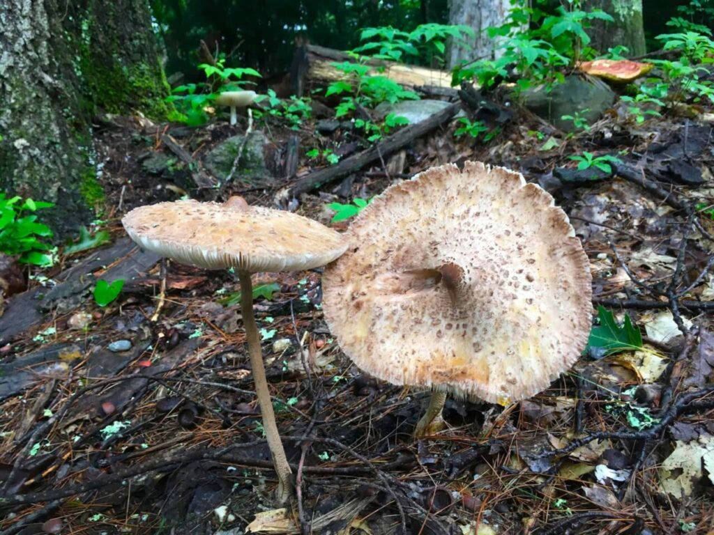 Why New Hampshire is a forager’s paradise