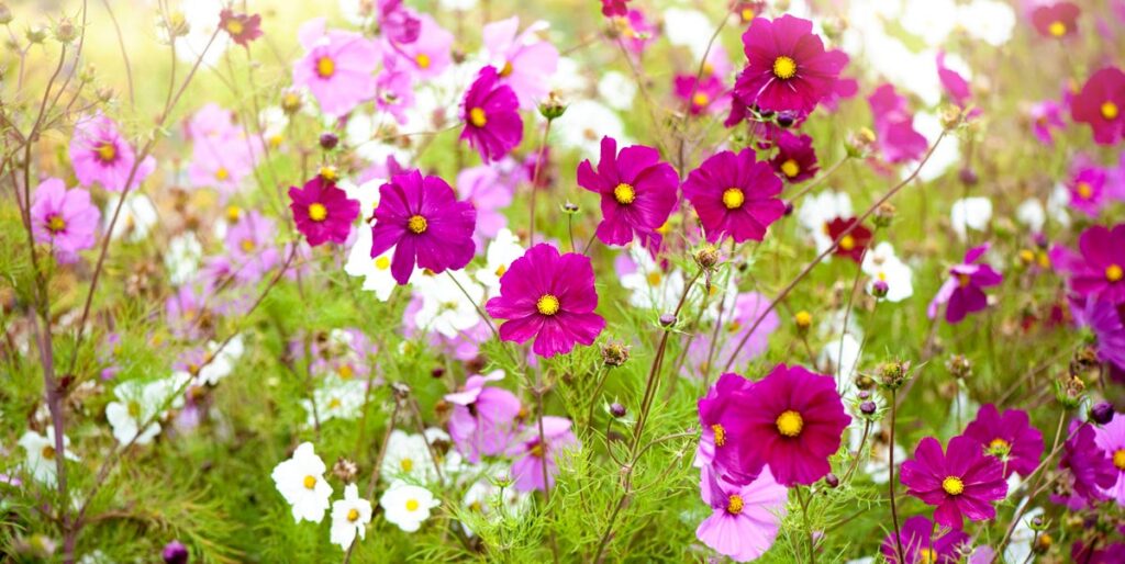 You’re Probably Not Planting These 15 Edible Plants—But You Should Be