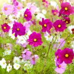 You’re Probably Not Planting These 15 Edible Plants—But You Should Be