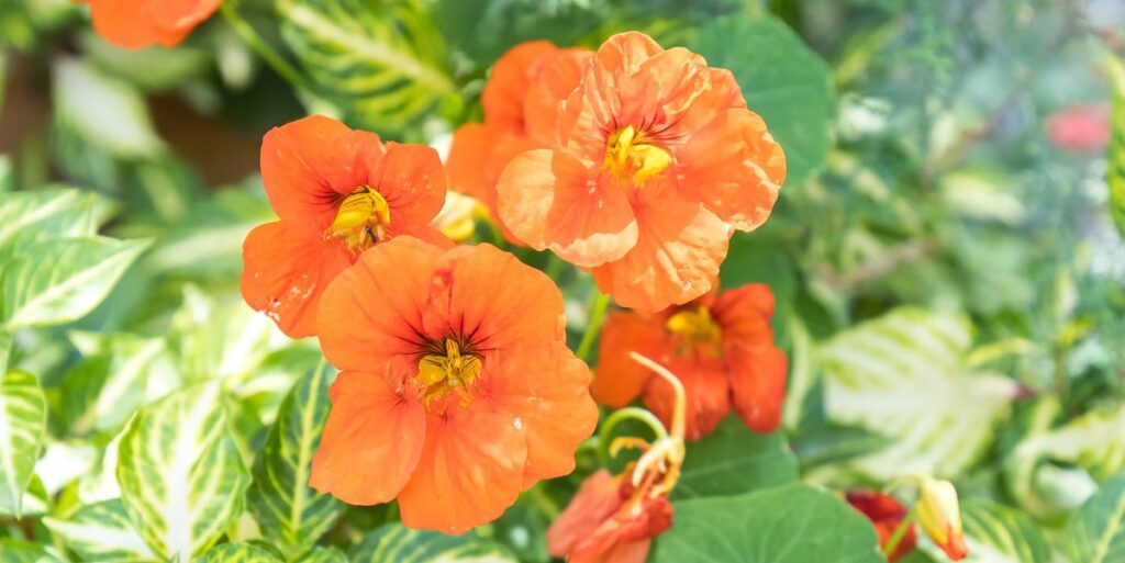 10 edible plants to grow (and eat) this summer for a garden that looks as good as it tastes