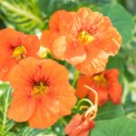 10 edible plants to grow (and eat) this summer for a garden that looks as good as it tastes