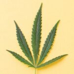 Teen arrested after pair’s marijuana overdose