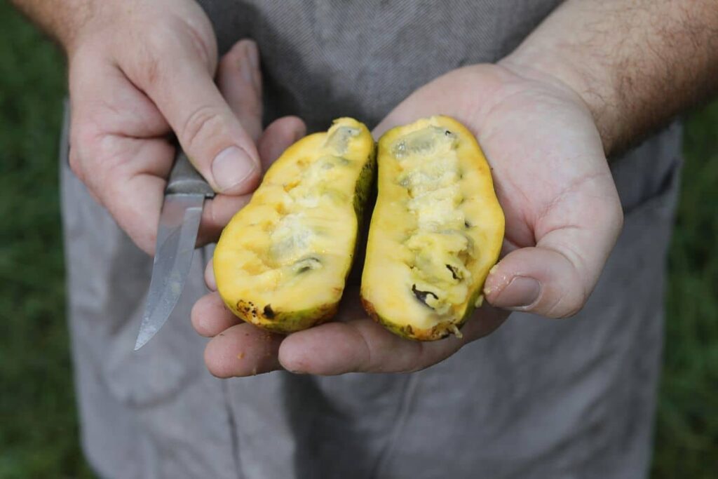 Appalachian medicinal plants and edibles can support rural economies, says WVU professor