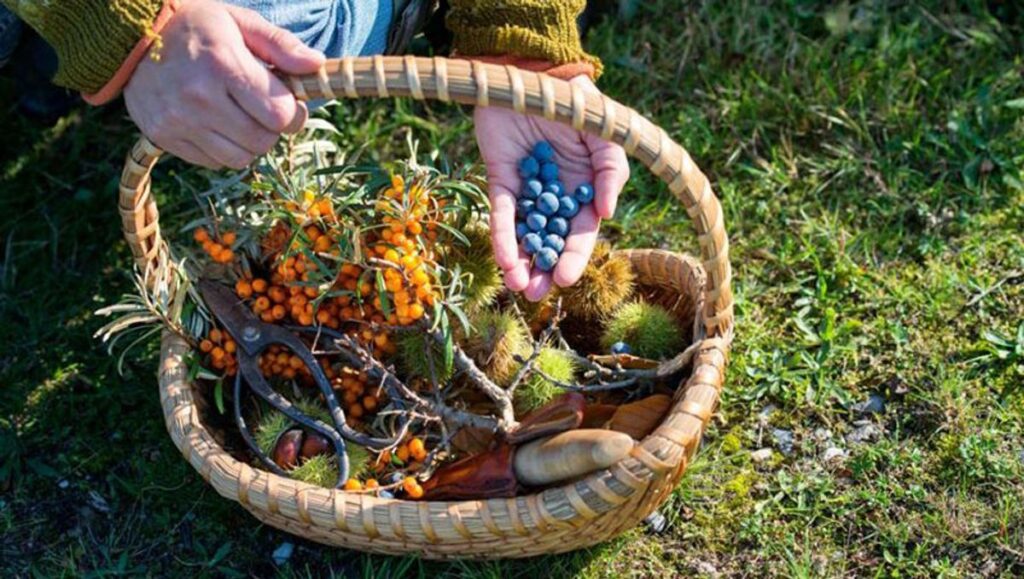 Currituck Extension class explores foraging for edible plants